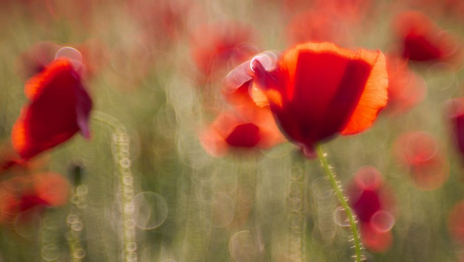 Foto einer Wiese voller Mohnblumen